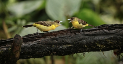 E++ Pair of Lemon-rumped Tanager